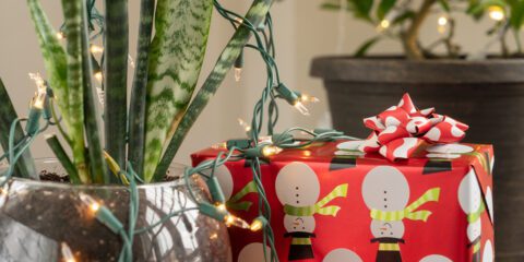 Houseplant Decorating Tips for the Holiday Season - Blog & Advice