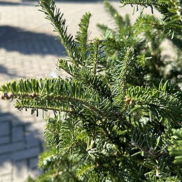 Golden Christmas Tree Picks - Platt Hill Nursery
