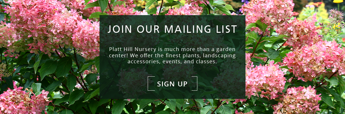 Platt-Hill-Nursery-Chicago Hydrangea-Care-and-Featured-Varieties-newsletter subscribe button