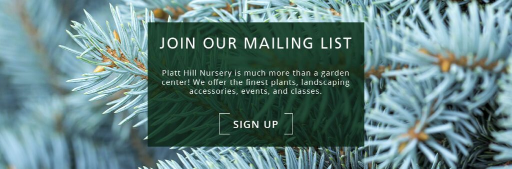 blue spruce foliage newsletter subscribe button-Platt Hill Nursery-Chicago