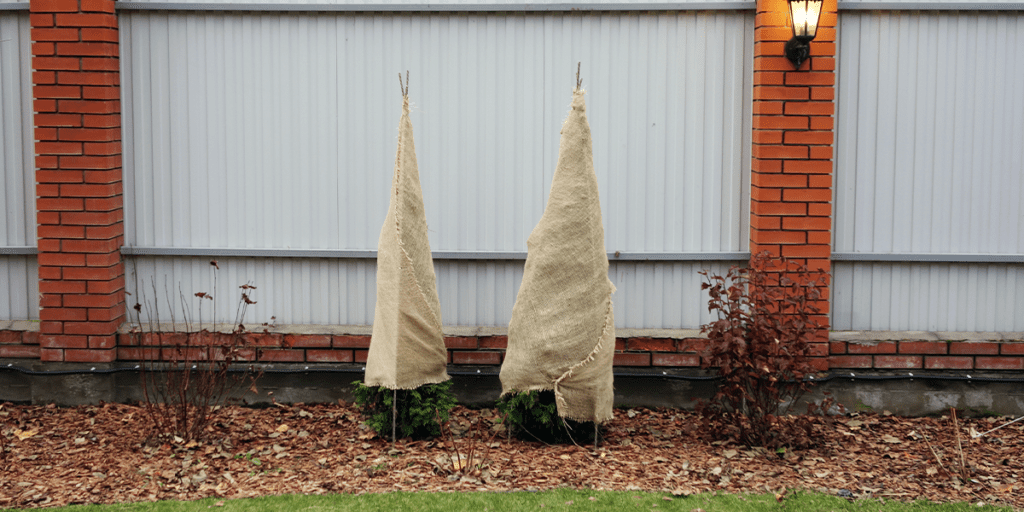 burlap covered evergreen trees-Platt Hill Nursery-Chicago