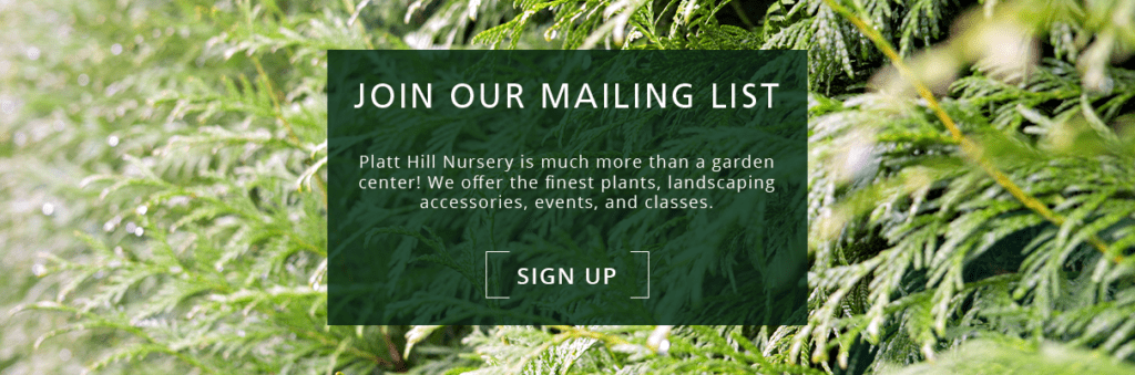 newsletter subscribe button-cedar foliage-Platt Hill Nursery-Chicago