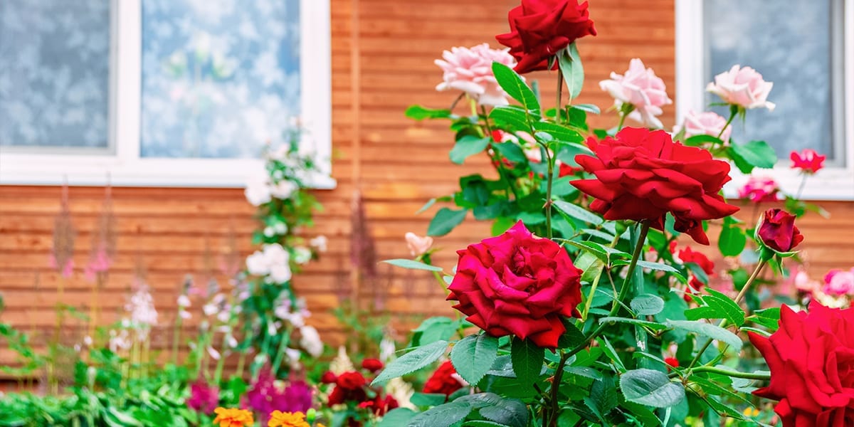Everything is Coming up Roses - Platt Hill Nursery Everything is Coming up Roses - Platt Hill Nursery