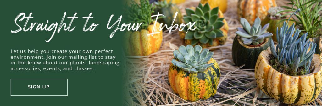 succulent gourd planters- Platt Hill Nursery-Chicago