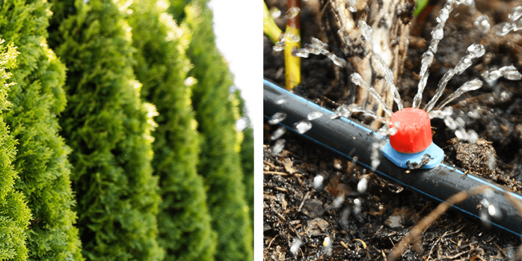 watering evergreen trees with drip irrigation-Platt Hill Nursery-Chicago