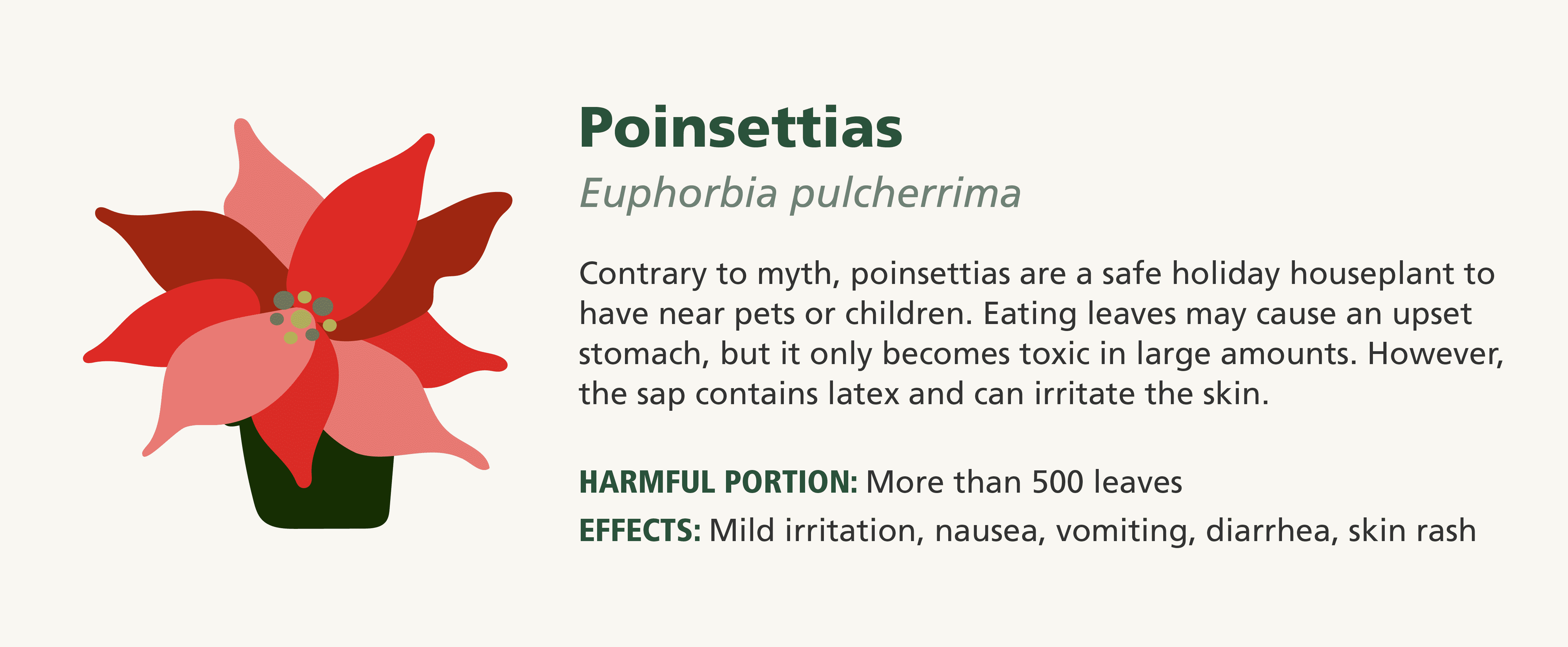 Poinsettia toxicity-Platt Hill Nursery - Chicago