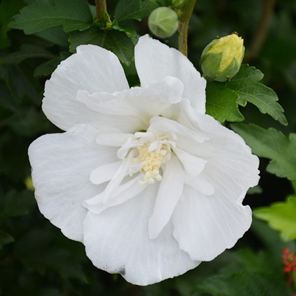 -White Pillar Rose of Sharon-Platt Hill Nursery-Chicago