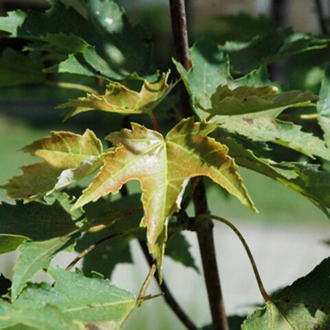 How to Choose the Right Maple Tree for Your Chicago Landscape | Platt ...