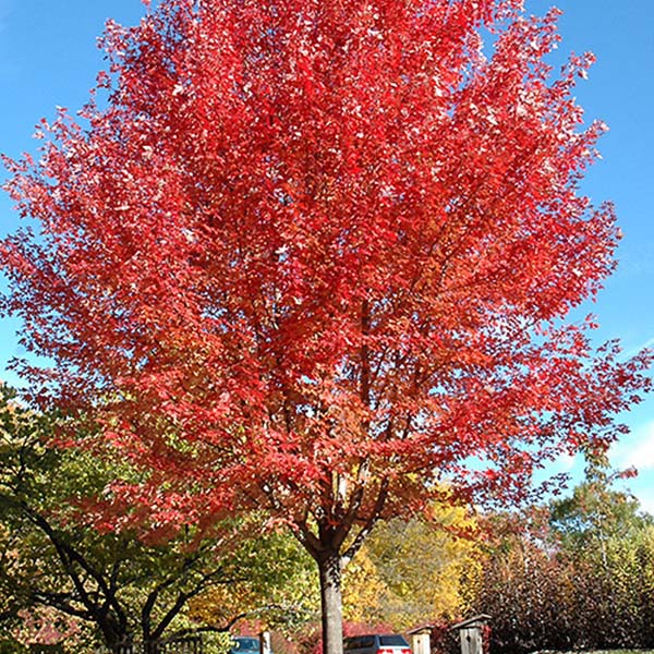 autumn blaze maple tree-Platt Hill Nursery-Chicago