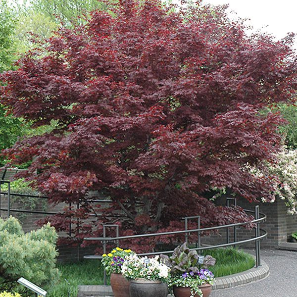 bloodgood maple tree- Platt Hill Nursery-Chicago