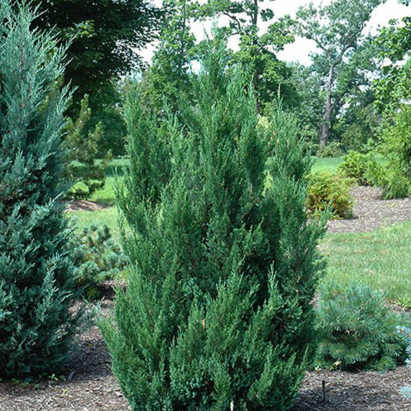 Evergreen Trees and Other Plants for Privacy | Platt Hill Nursery ...