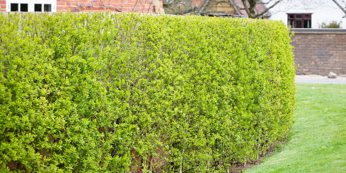 cheyenne privet hedge-Platt Hill Nursery-Chicago