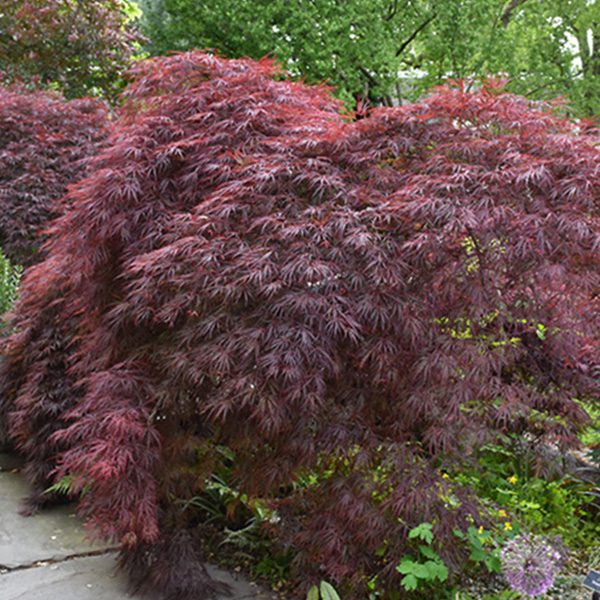 crimson queen maple tree- Platt Hill Nursery-Chicago