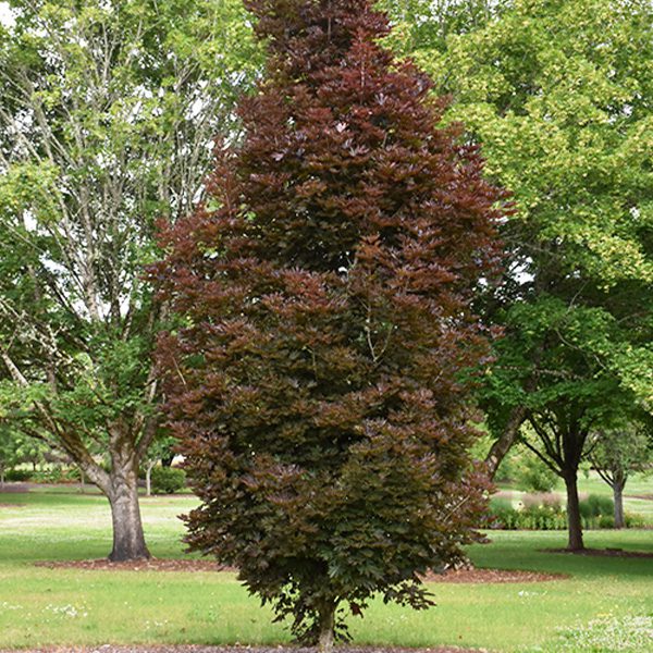 crimson sentry maple tree- Platt Hill Nursery-Chicago