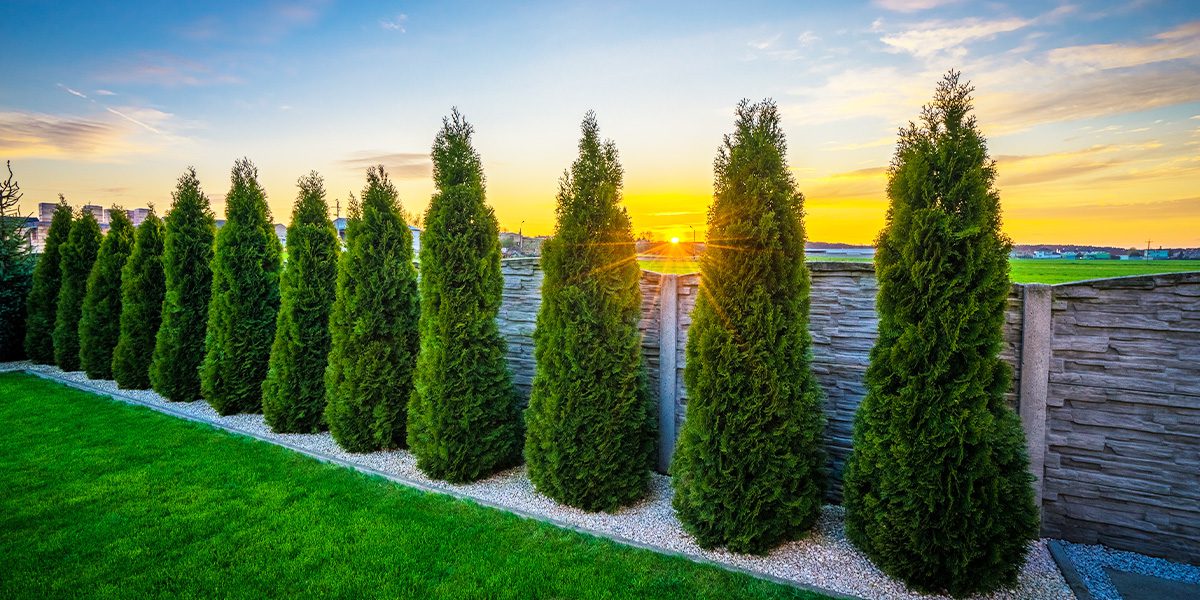 dark Green Arborvitae trees-Platt Hill Nursery-Chicago