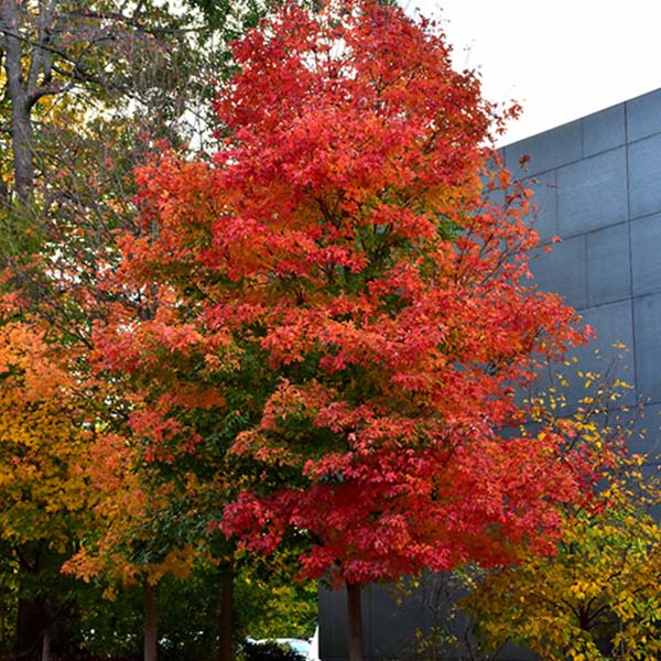 fall fiesta maple tree-Platt Hill Nursery-Chicago
