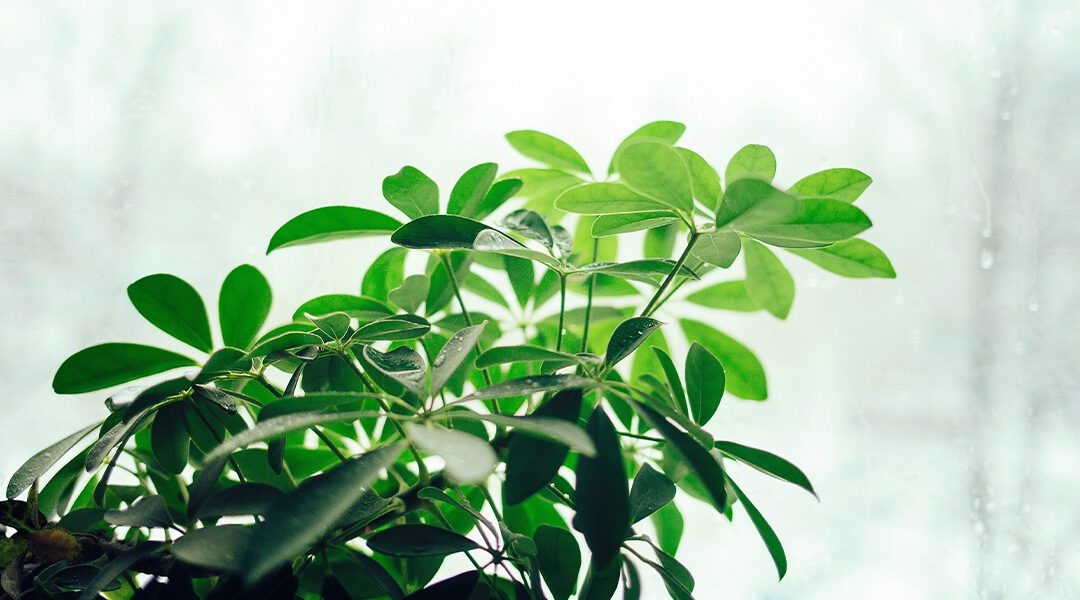 Caring For Your Houseplants in the Winter