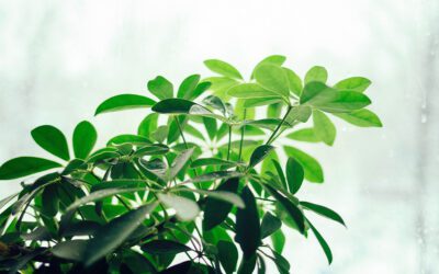 Caring For Your Houseplants in the Winter