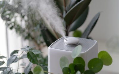 How to Boost Humidity for Indoor Plants During Chicago Winters