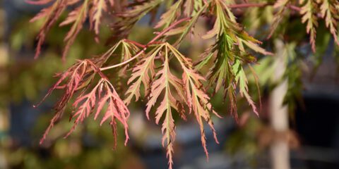 How to Choose the Right Maple Tree for Your Chicago Landscape | Platt ...