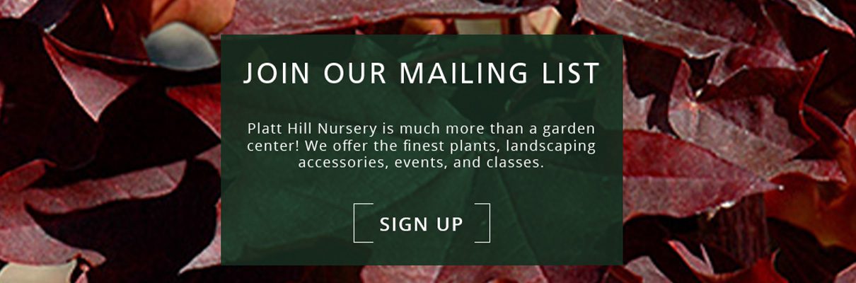 newsletter subscribe button-maple tree foliage- Platt Hill Nursery-Chicago