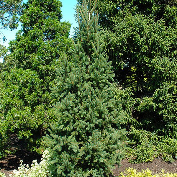 types of evergreen trees for landscaping