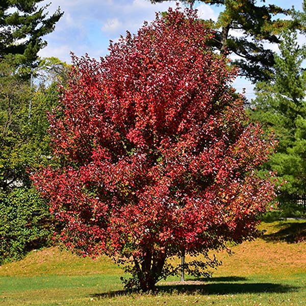 -redpointe maple tree-Platt Hill Nursery-Chicago