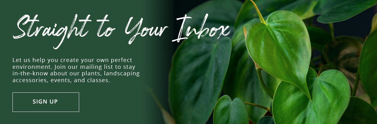 Houseplant care blog newsletter subscribe button- Platt Hill Nursery - Chicago