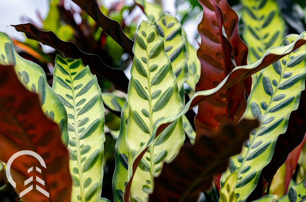 A Complete Guide to Growing Calatheas