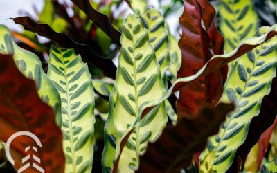 A Complete Guide to Growing Calatheas