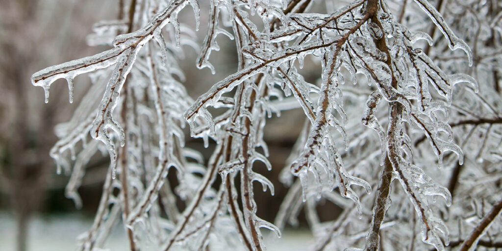 frozen tree branches-Platt Hill Nursery-Chicago