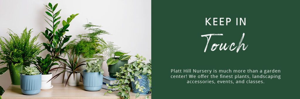 houseplants on table - newsletter subscribe button - Platt Hill Nursery - Chicago