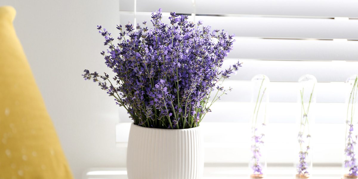 lavender houseplant - Platt Hill Nursery - Chicago