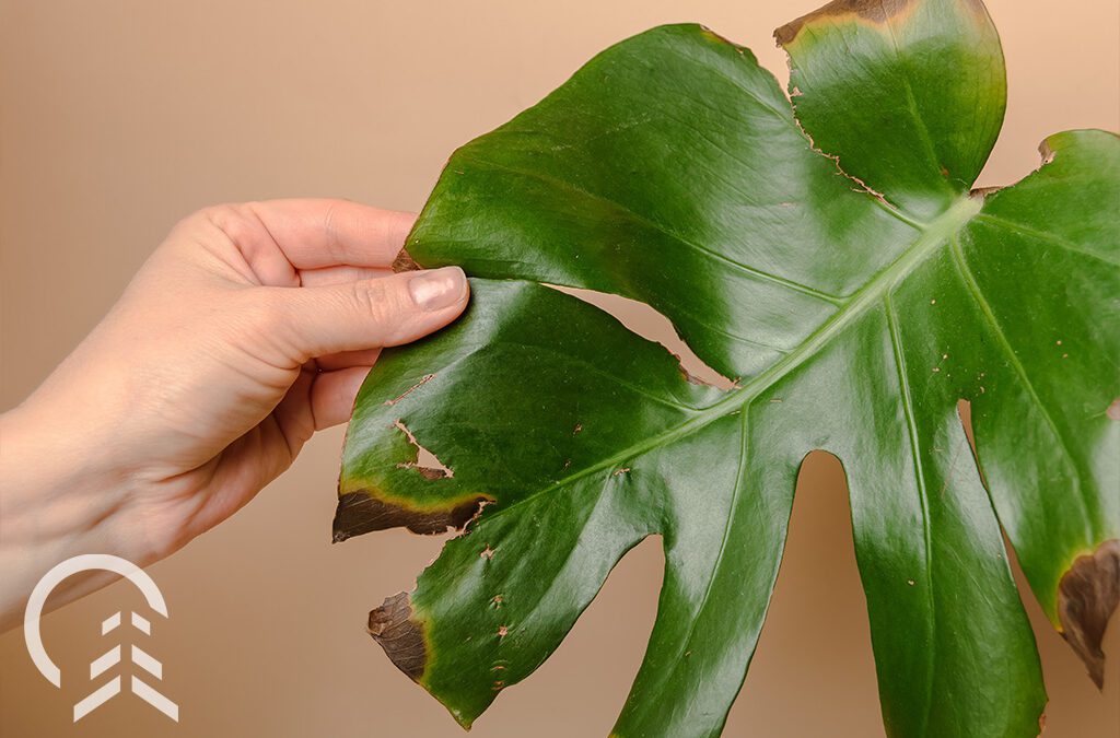 monstera plant brown leaves- Platt Hill Nursery- Chicago