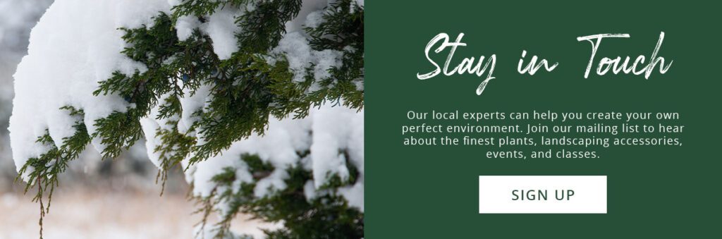 snow on evergreen-newsletter subscribe button-Platt Hill Nursery-Chicago