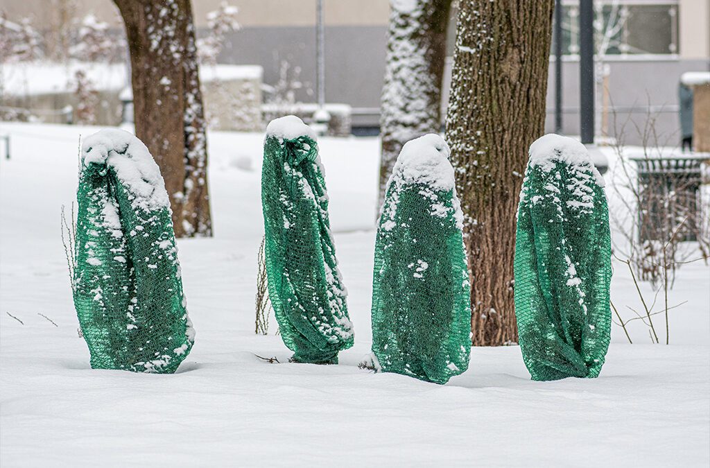 trees protected from snowy winter-Platt Hill Nursery-Chicago