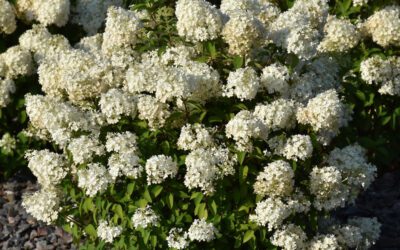 Bobo® Hydrangea – Panicle Hydrangea