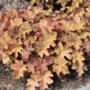 Caramel Coral Bells