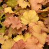 Caramel Coral Bells closeup