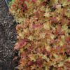 Caramel Coral Bells in landscape