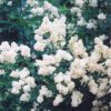 Cheyenne Privet - Image 2