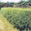 Cheyenne Privet