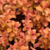 Double Play Big Bang Spirea - Image 3