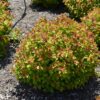 Double Play Big Bang Spirea