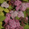 Double Play Big Bang Spirea - Image 2
