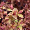 Double Play Doozie Spirea - Image 2