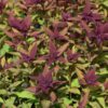 Double Play Doozie Spirea