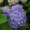 Endless Summer Hydrangea - Hydrangea Macrophylla - Image 2