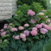 Endless Summer Hydrangea - Hydrangea Macrophylla