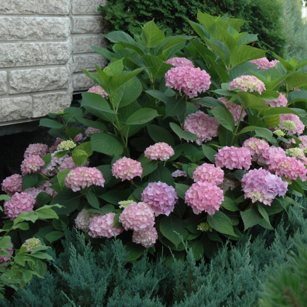 Image of Pink summer hydrangea